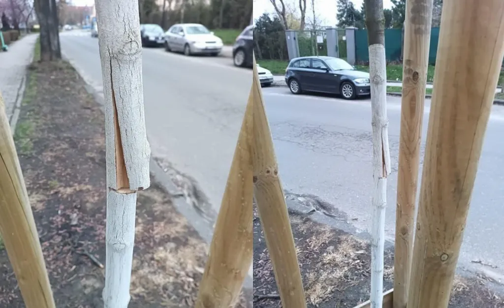 Drugie w tym miesiącu uszkodzenie drzewa przy ul. Gierymskiego
