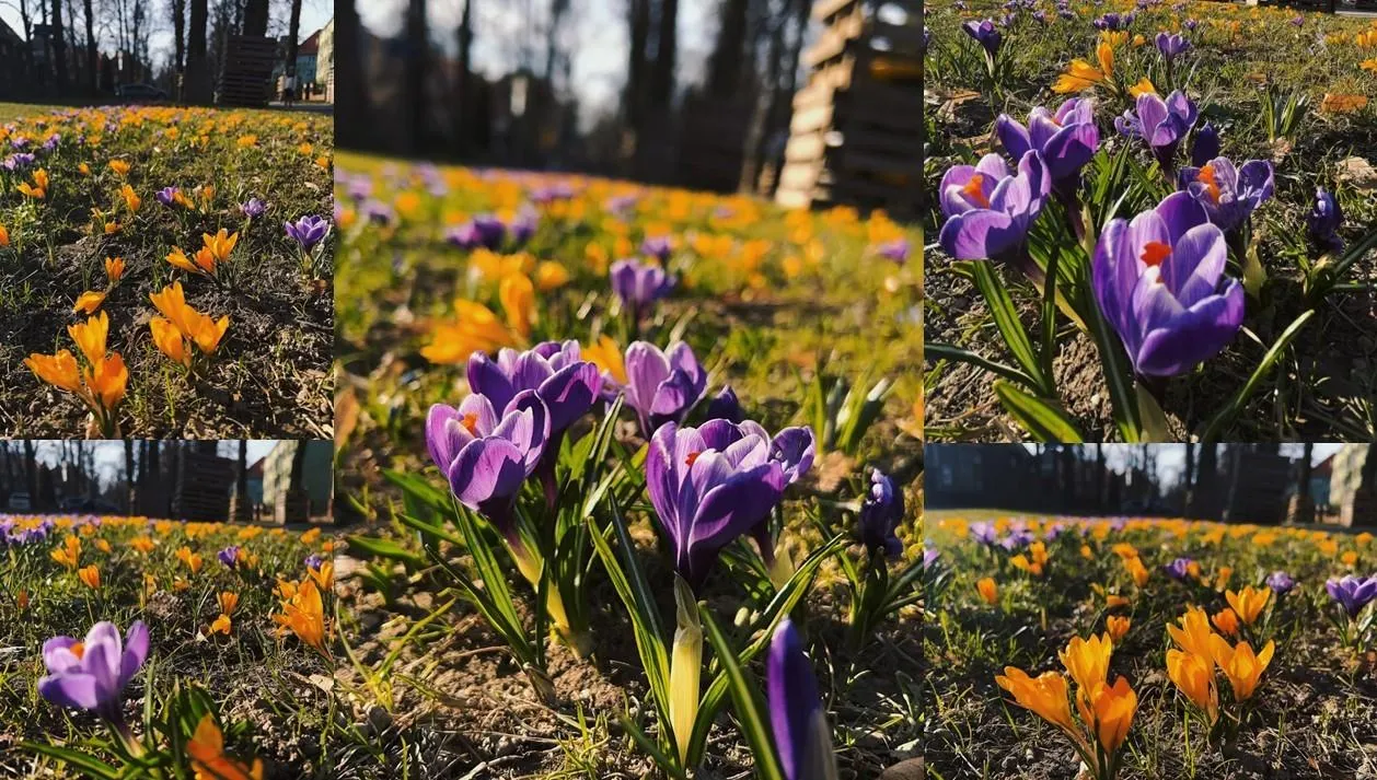 Pierwsze oznaki przedwiośnia w pasach drogowych. Zaczynają pojawiać się zielone pędy