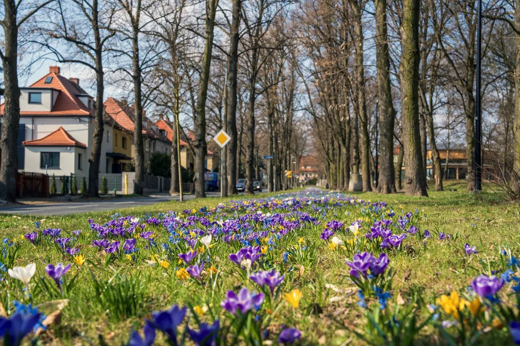 Krokusy i magnolie zapowiadają wiosnę. Gliwice zaczynają kwitnąć