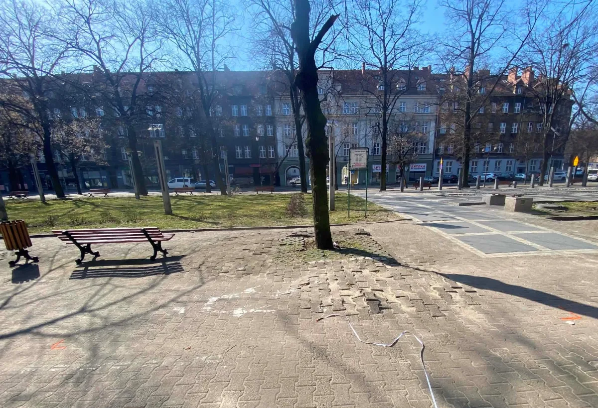 Częściowe odbrukowanie placu Piłsudskiego poprawi bezpieczeństwo i warunki dla drzew