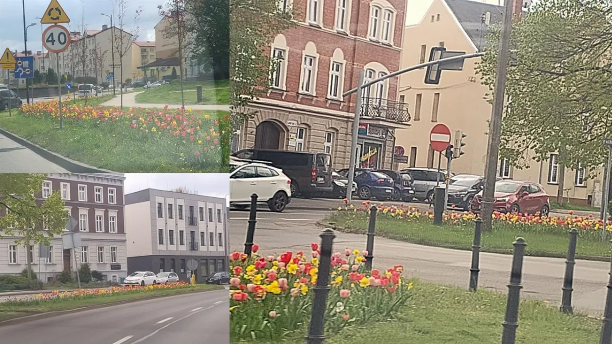 Wiosenne kolory w Gliwicach