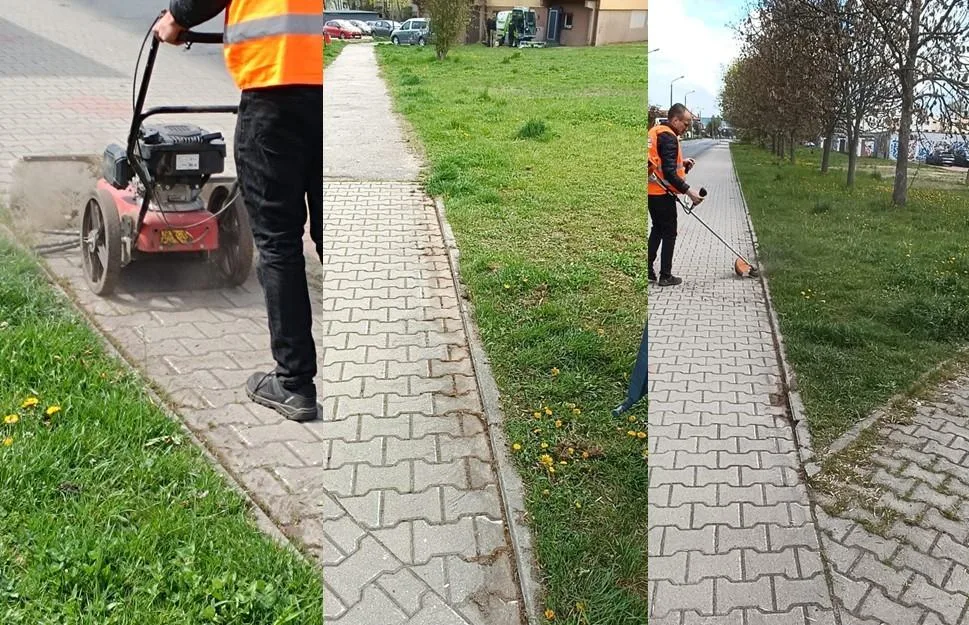 Zwalczanie chwastów i traw - nasze ciągłe działania