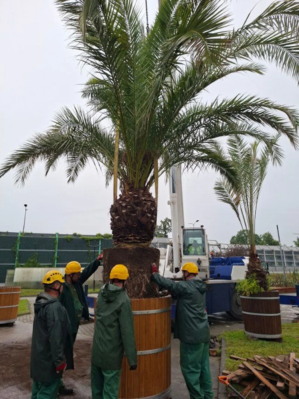 Przesadzanie palm w Palmiarni Miejskiej – kluczowy zabieg pielęgnacyjny
