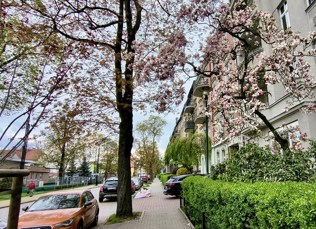 Magnolie w Gliwicach – wiosenna feeria kolorów