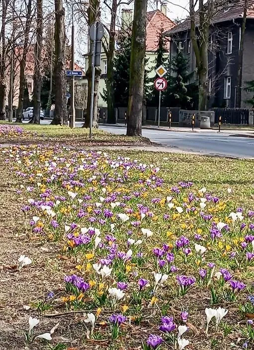 Wiosna rozkwita w pasach zieleni przy ul. Mickiewicza