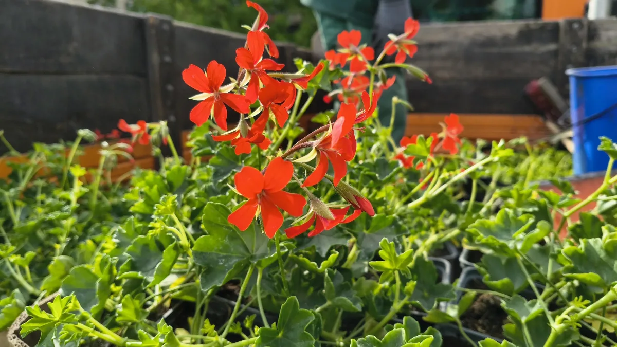 Nowe nasadzenia pelargonii w Gliwicach