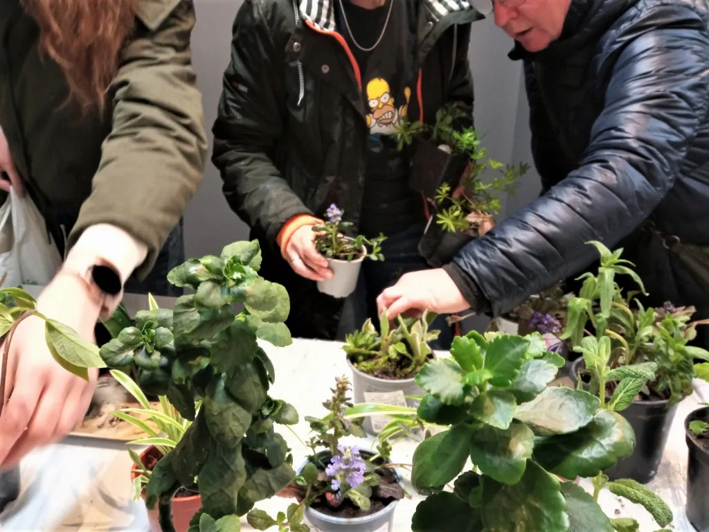 Roślinodzielnia w bibliotece przy ul. Kościuszki: wymiana sadzonek i warsztaty aromaterapii