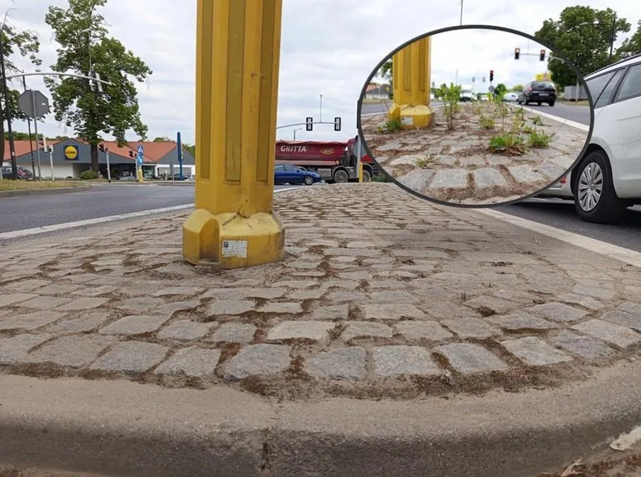Ruszyło odchwaszczanie gliwickich chodników. Prace zaczęły się na ul. Toszeckiej